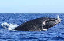 Whale Watching en San José del Cabo
