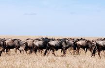 4 Days Migration & Central Serengeti Camping Safari