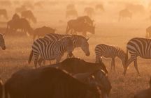 4 Days Migration & Central Serengeti Camping Safari