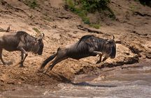 4 Days Migration & Central Serengeti Camping Safari
