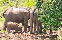 Sri Lanka 06 Days Wildlife & Sightseeing Tour
