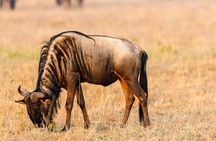 5 Days Safari Camping Tour