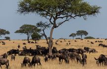 5 Days Safari Camping Tour