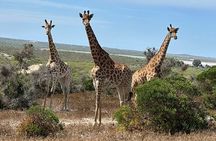 Safari Game Drive - Yzerfontein