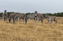 Safari Game Drive - Yzerfontein