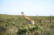 Safari Game Drive - Yzerfontein