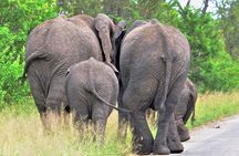 2 Days Hluhluwe Imfolozi Safari Tour