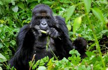 1 Day Gorilla Trekking Safari Experience in Rwanda