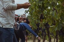 Brunello di Montalcino Wine Tour of 2 Wineries with Pairing Lunch