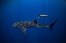 Whale Shark Adventure 2 Days 1 Night Sharing Trip