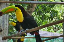 Roatan Wildlife Sanctuary, Chocolate ,Rum Tasting & Snorkel Combo