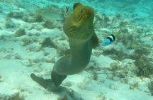 Stingray Sandbar, Snorkeling, and Starfish Point