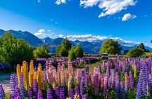 Lupin Flowers Tour Lake Tekapo