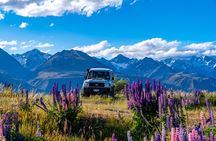 Lupin Flowers Tour Lake Tekapo