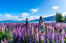 Lupin Flowers Tour Lake Tekapo