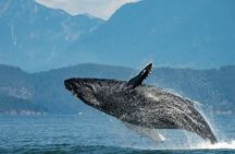 Intimate West Coast Whale Watching - Partly-Sheltered