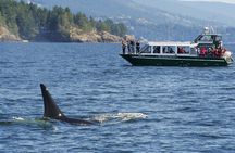 Intimate West Coast Whale Watching - Partly-Sheltered