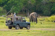 Sigiriya Lion Rock & Evening Safari Full Day Private Tour
