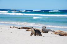 Cruise Ship Flinders Chase Tour