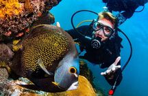 Scuba Diving in Rio de Janeiro
