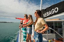 Key West's Favorite Afternoon Dolphin Sail