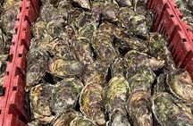 Oyster Farm, Ston and Winery Tour