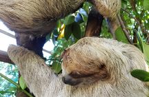 Roatan Excursion, Monkey and Sloth with Chocolate and Rum Tasting