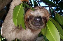 Roatan Excursion, Monkey and Sloth with Chocolate and Rum Tasting