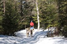 Dogsledding Nordic Adventure in Laurentians