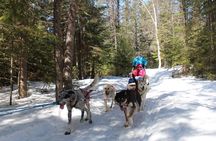 Dogsledding Nordic Adventure in Laurentians
