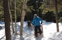 Dogsledding Nordic Adventure in Laurentians