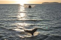 Midnight Whale Watching With Hydrophone