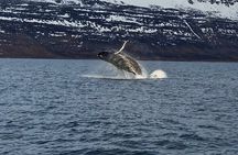 Midnight Whale Watching With Hydrophone