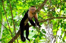 Roatan Excursion, Monkey and Sloth with Chocolate and Rum Tasting