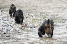 Deluxe Grizzlies and Culture Tour in Campbell River