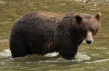 Deluxe Grizzlies and Culture Tour in Campbell River