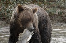 Deluxe Grizzlies and Culture Tour in Campbell River