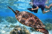 Sea Scooter Jet Snorkeling: Sharks, Rays & Coral Gardens