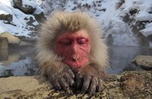 Snow Monkey and Shibu Onsen Afternoon Group Tour from Myoko Kogen