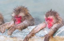 Snow Monkey and Shibu Onsen Afternoon Group Tour from Myoko Kogen