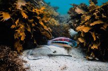 Snorkeling To Discover Sydney's Underwater Wonders