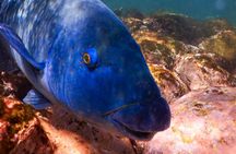Private Snorkeling Tour In Sydney's Marine Reserve