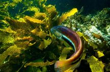 Private Snorkeling Tour In Sydney's Marine Reserve