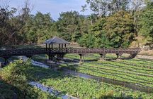 Wasabi Farm Walking Tour & Lunch
