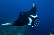 Nusa Penida Day Trip with Snorkeling Package