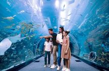 Dubai Aquarium and Penguin Cove with Transfers Option