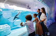 Dubai Aquarium and Penguin Cove with Transfers Option