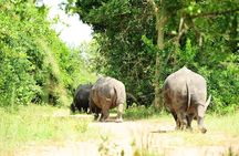 3 Day Murchison Falls Big 5 and Rhino Safari