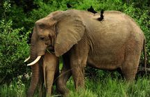 3 Day Murchison Falls Big 5 and Rhino Safari