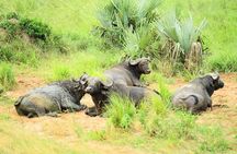3 Day Murchison Falls Big 5 and Rhino Safari